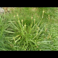 Plantain (Irlande - Co Mayo - Murrisk) (1)